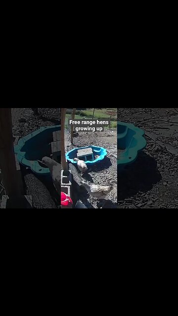 Farm surveillance. Chicks growing up