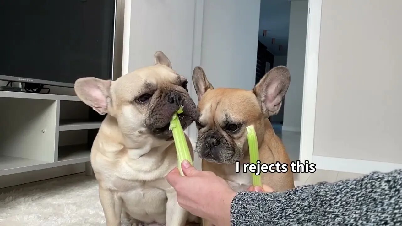 Funny Differences Between Male and Female French Bulldogs