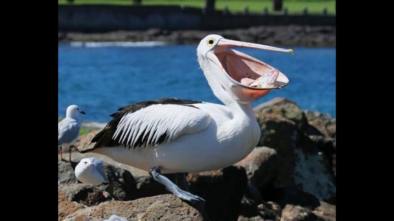 long beak