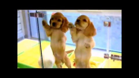 Cute Dogs and Cats Compilation HD 2021