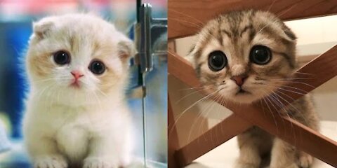 When Cuteness is in Cats