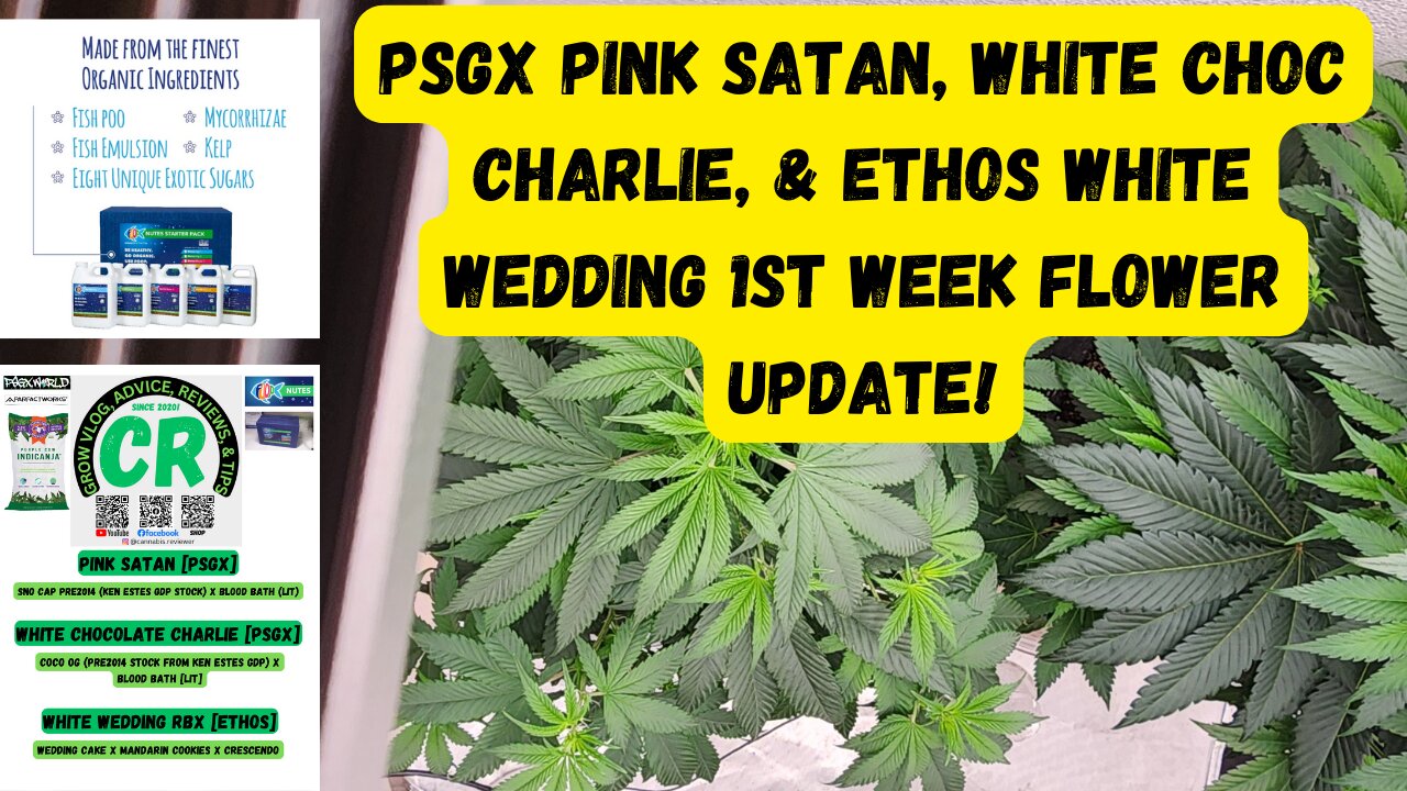 PSGX Pink Satan, White Choc Charlie, & Ethos White Wedding 1st Week Flower Medical Cannabis Update!