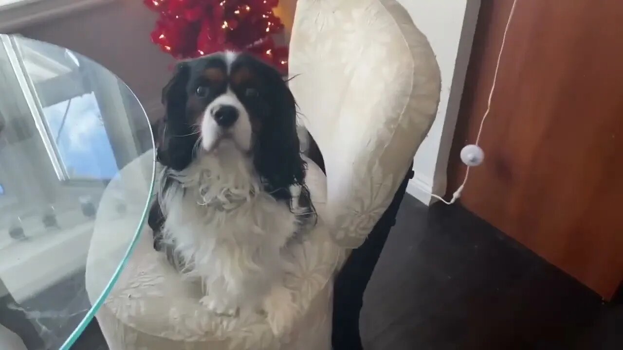 Newfie and Cavalier snuggle and listen to Mom