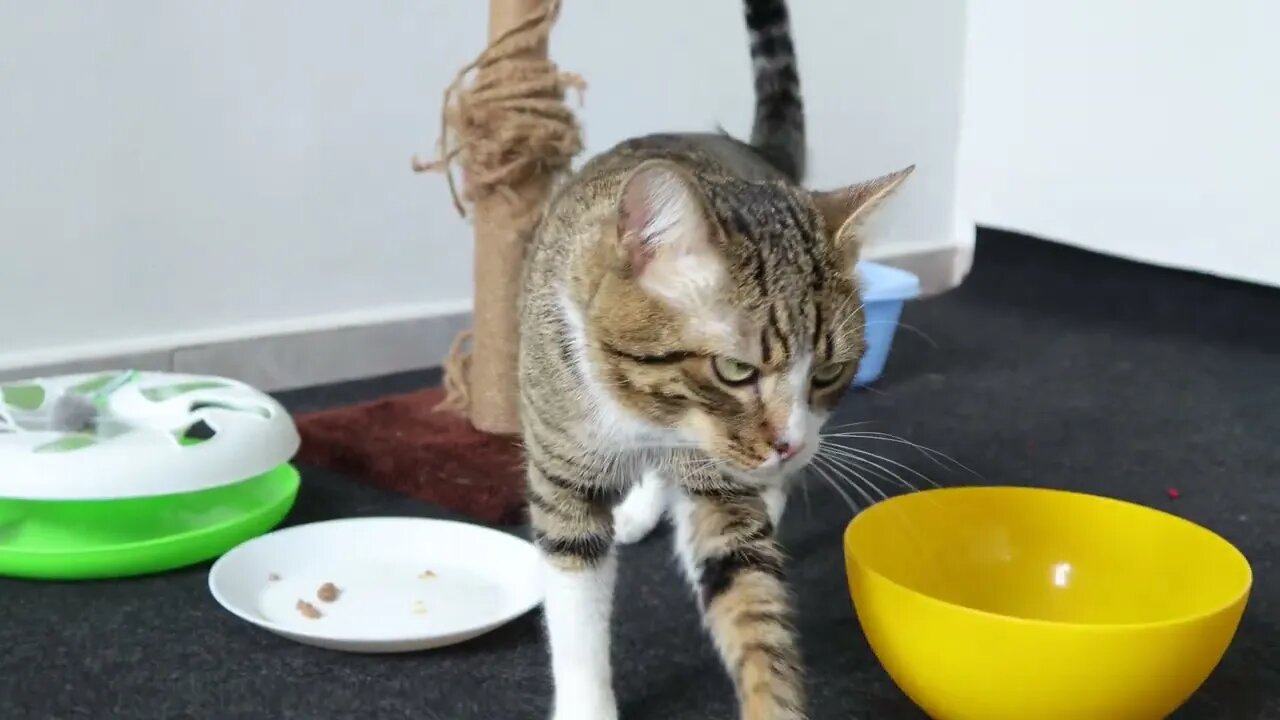 Lets Feed the Hungry Little Cat