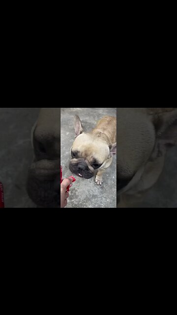 French bull's meal when he goes to his new home #dog #vlog #rescue #shorts #troll #bridge