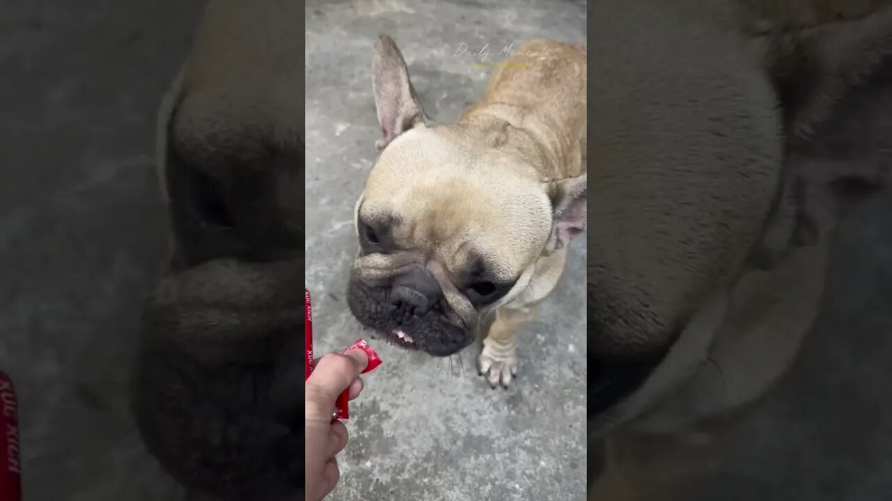 French bull's meal when he goes to his new home #dog #vlog #rescue #shorts #troll #bridge