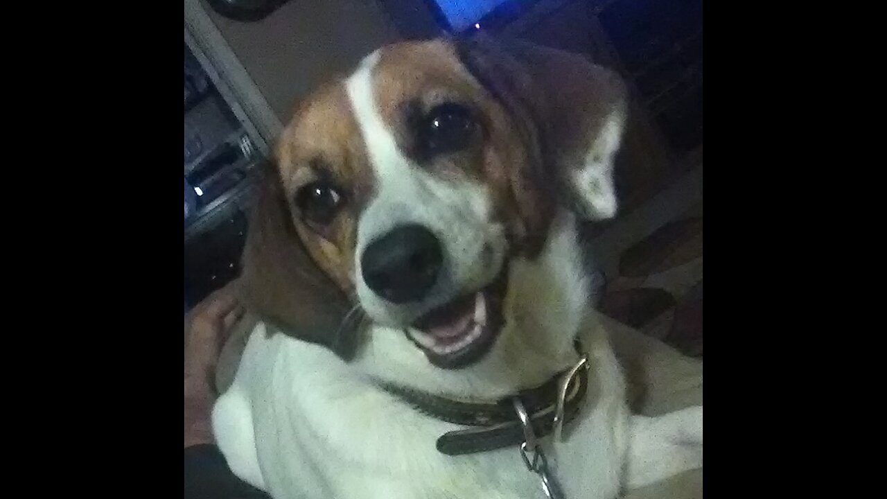 Dog Sitting