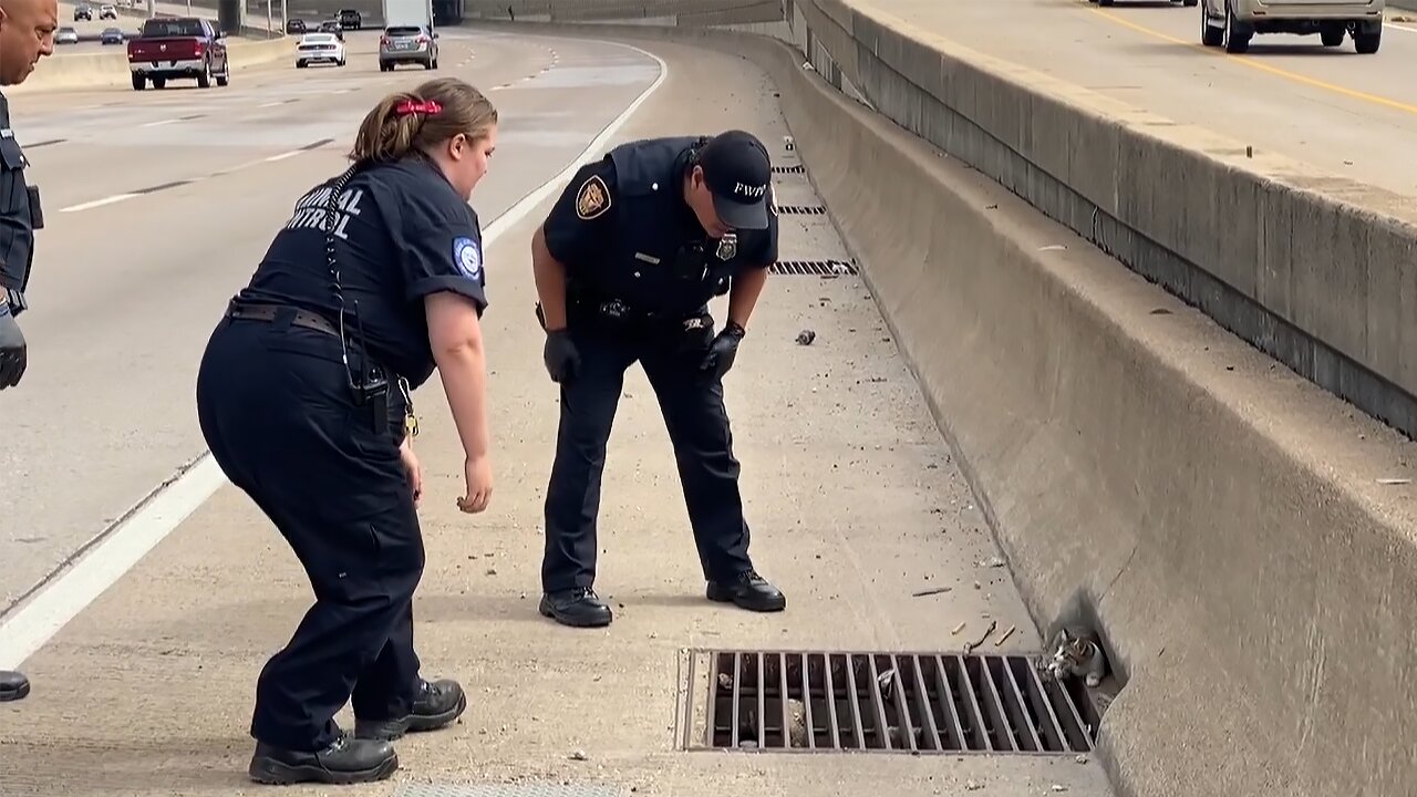 Police rescue kitten from the side of the highway