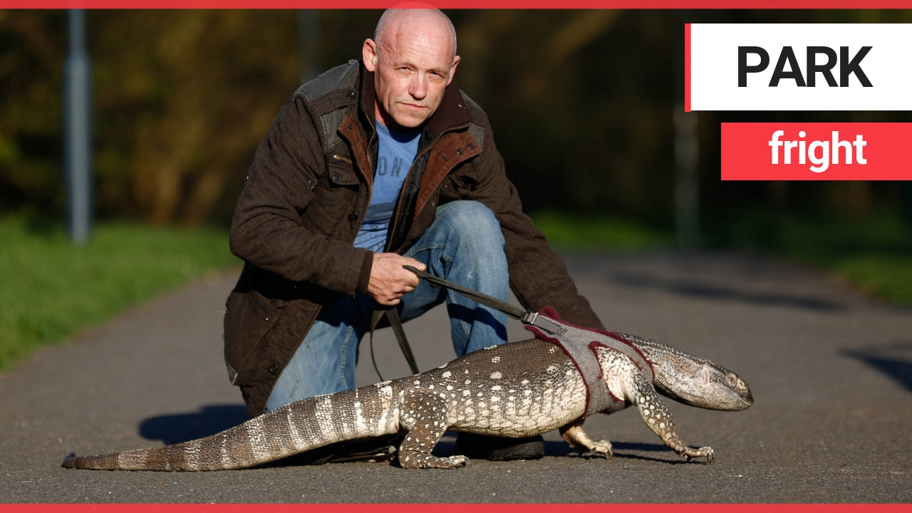 Giant lizard which was banned from park now allowed to enter on condition he's kept on lead