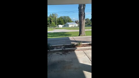 Albino Squirrel