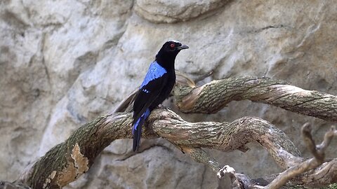 CatTV: Take Your Cat to San Diego Safari Park: Fairy-bluebird (lives in Malaysia and Philippines)