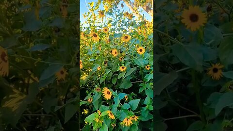 Sunflowers at sunrise 🌞 #colorado #shorts #shortsvideo #travel #sunflower #nature #flowers