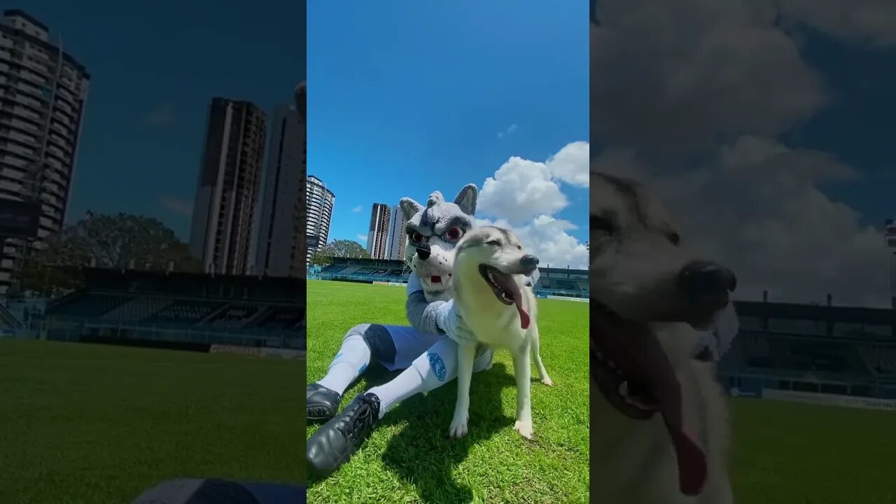 Lobo com o Papão do Paysandu no Estádio Mangueirão