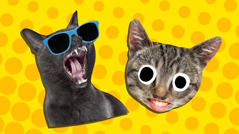 Top Funny Cat Videos of The Weekly