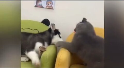 🐱🐶 funny cat reaction video - try not to laugh 😂 /super doga