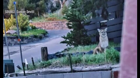 Mountain Lion seen in neighborhood