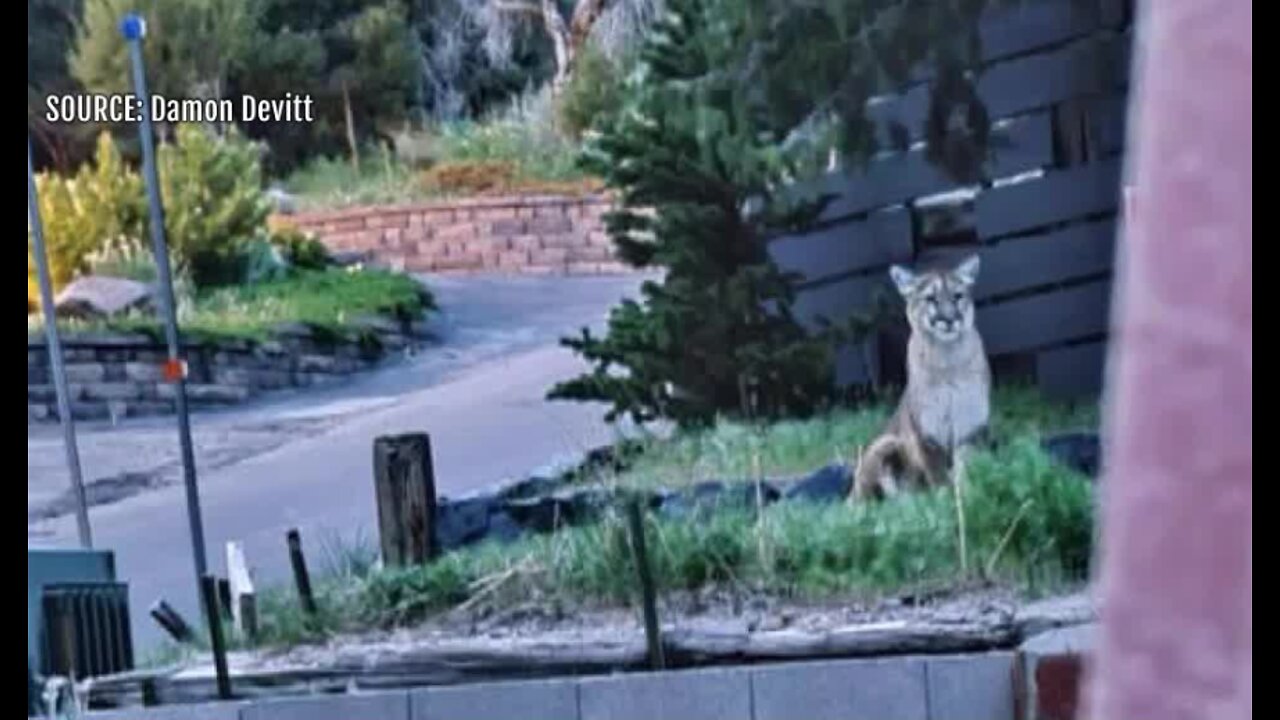 Mountain Lion seen in neighborhood