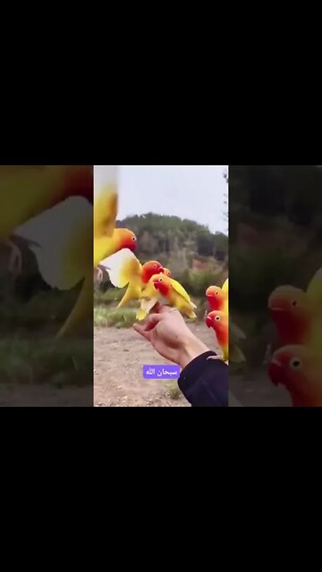 Beauty 😍 🙂 of nature 💞#Shorts #ytshorts #UbertainmentFun #Dogs #Animals #Fun