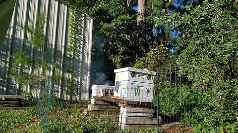 Hive inspection 6-6-24