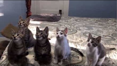 How to photograph a litter of kittens