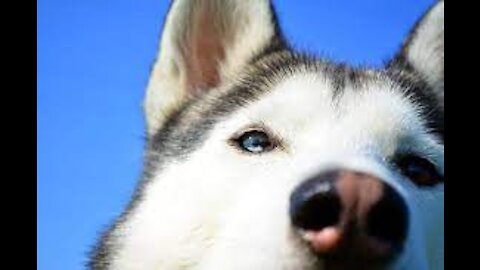These Are Most Trainable Dog Breeds & Secret for your Average dog friend!