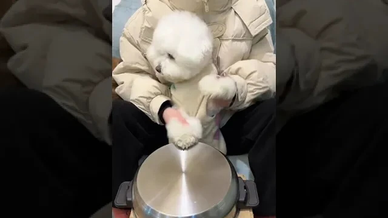 Dog can we have jars to eat finished