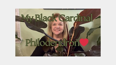 Philodendron Black Cardinal