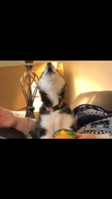 Husky Puppy Learns To Howl With The Help Of A Squeaky Toy