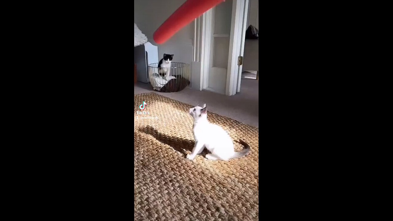 You're not getting that. 😼