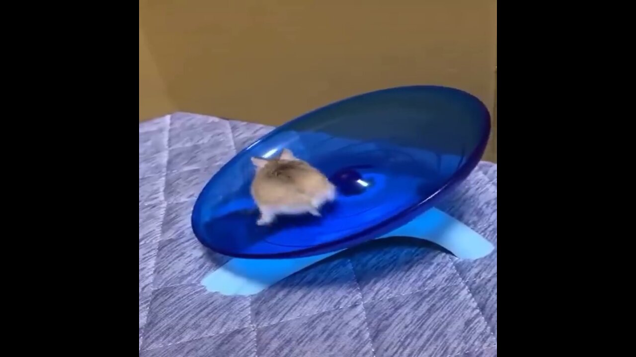 Funny and naughty hamster’s 🐹