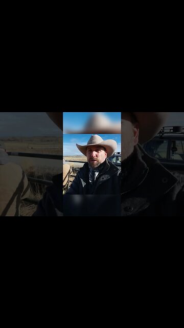 Bison Is Irritated Bull