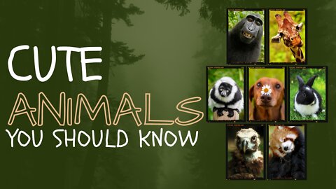 Cute Animals You should Know