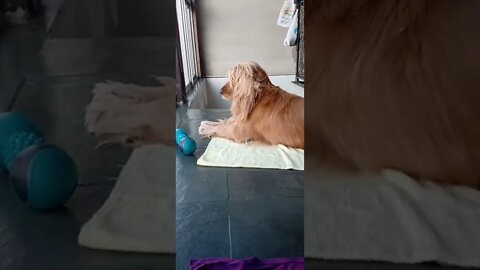 golden dog