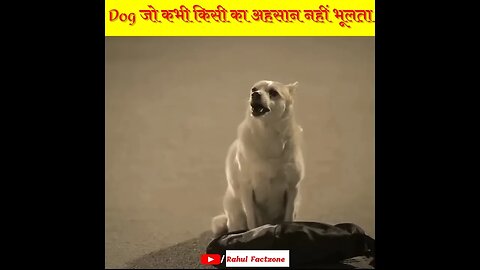 Dogs जो कभी किसी का एहसान नही भूलते 🙏🏻 Rahul Factzone