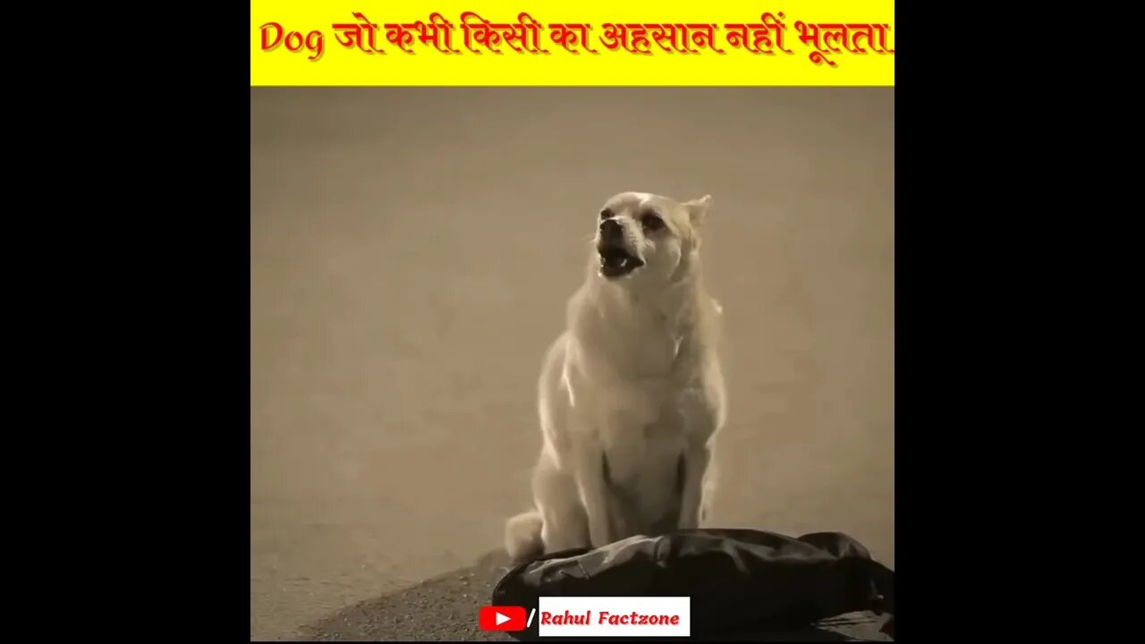 Dogs जो कभी किसी का एहसान नही भूलते 🙏🏻 Rahul Factzone