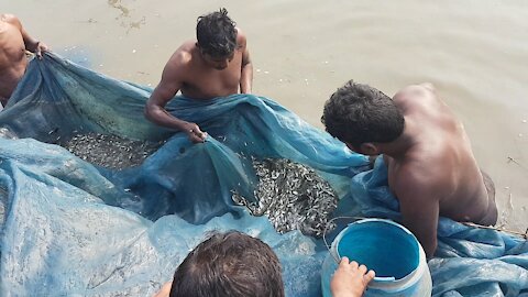 Amazing net fishing in village side.