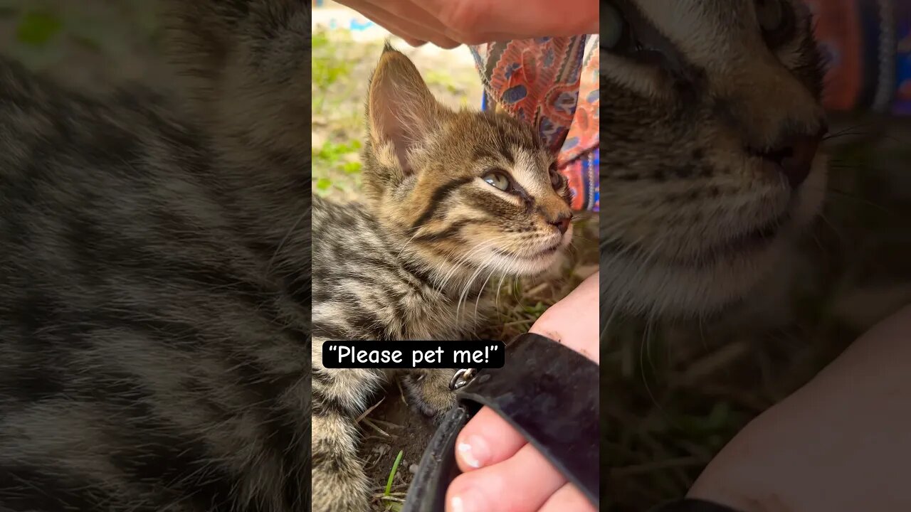 Baby kitten needs love! 🥺#shorts#cat#asmr#fight#adley#aphmau#videos#mrbeast#spyninja#slime#funny