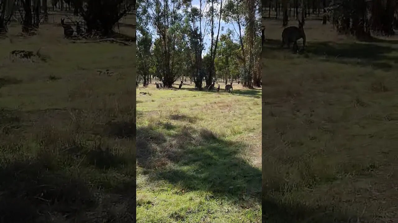 The Resident Kangaroo Family