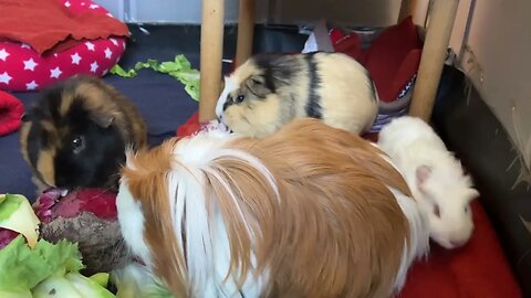 Baby Guinea pig explores her clean cage