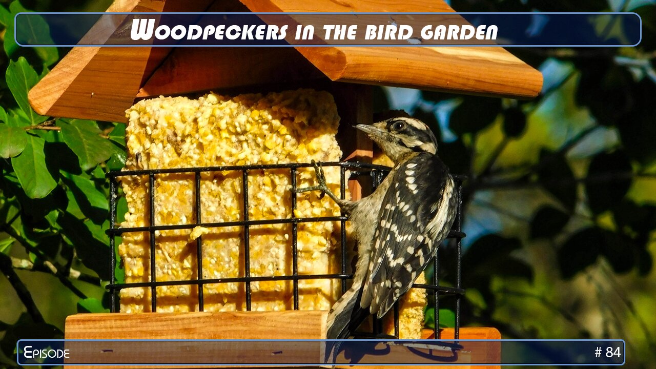 Woodpeckers in the bird garden