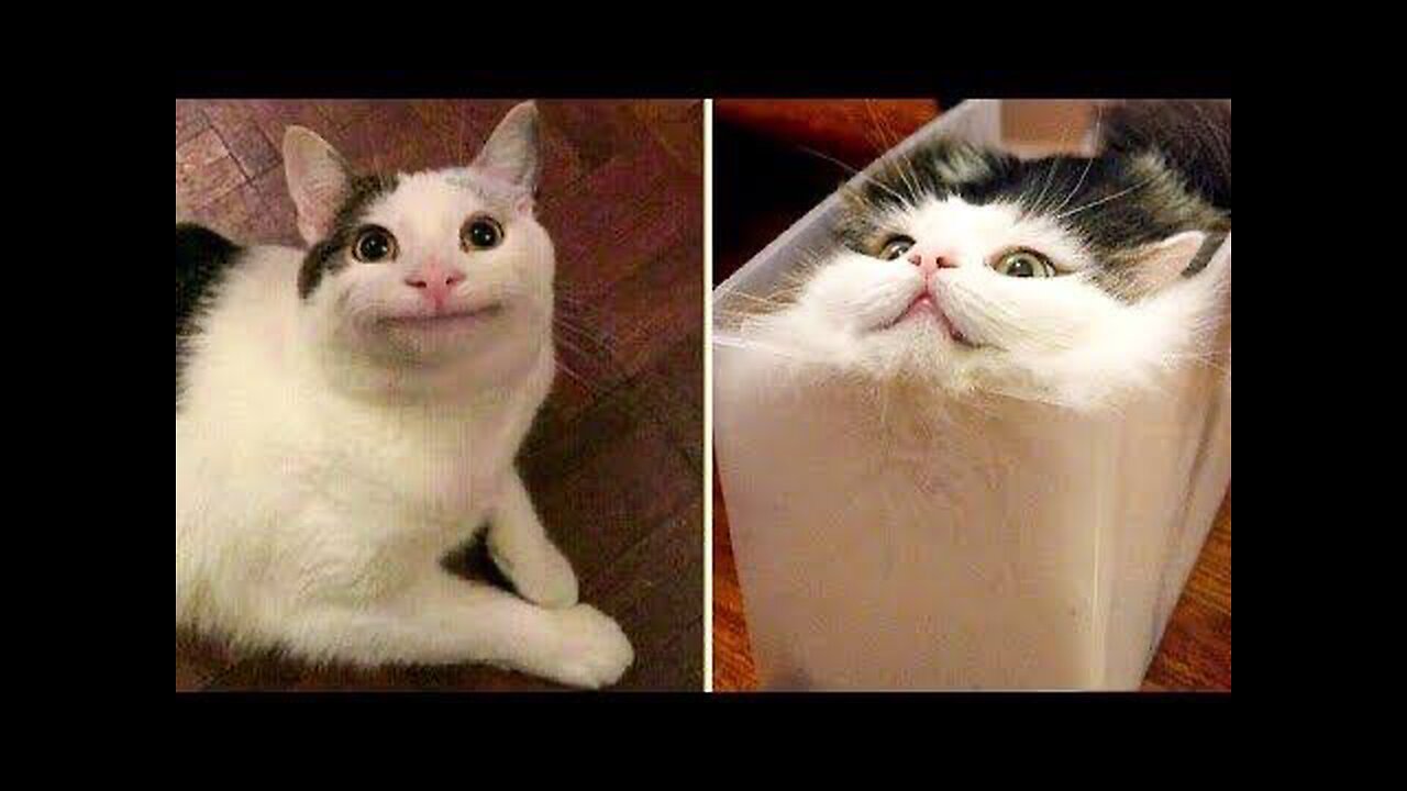 Hilarious Cat Compilation: Feline Funnies Galore!"