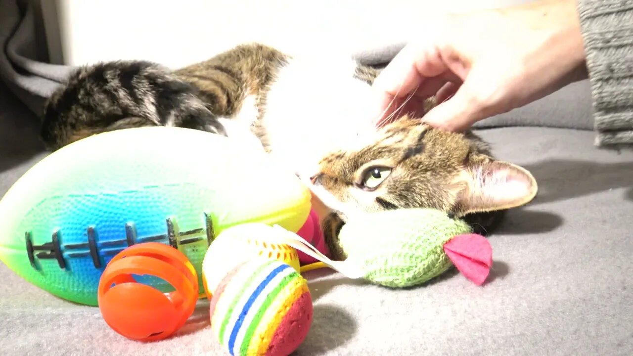Sweet Kitten Likes the Attention