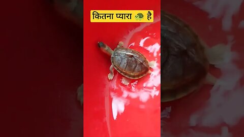 कितना प्यारा 🐢 है। #shorts #shortsfeed #turtle #ankitkashortss