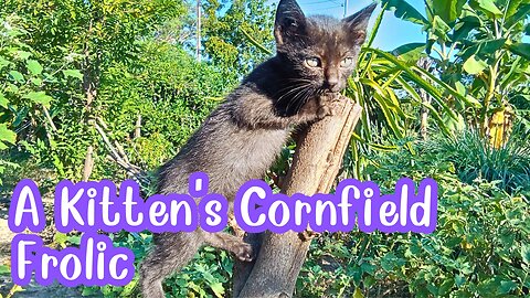 Kitten Chaos in the Cornfield