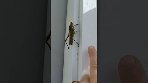 Big Ole Locust