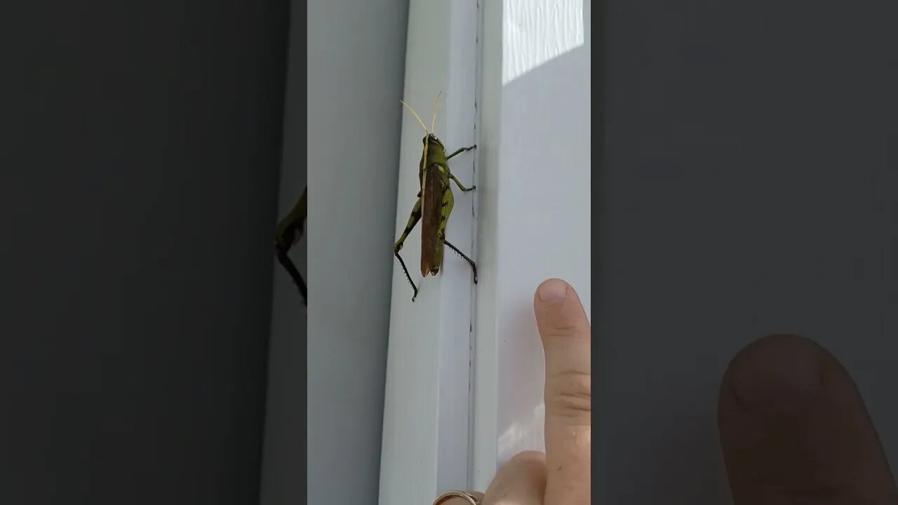 Big Ole Locust