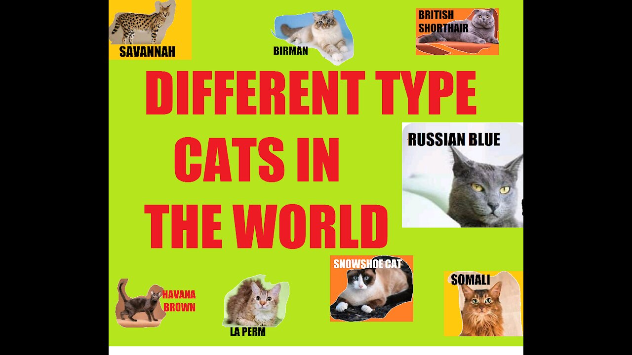 different cat types in the world