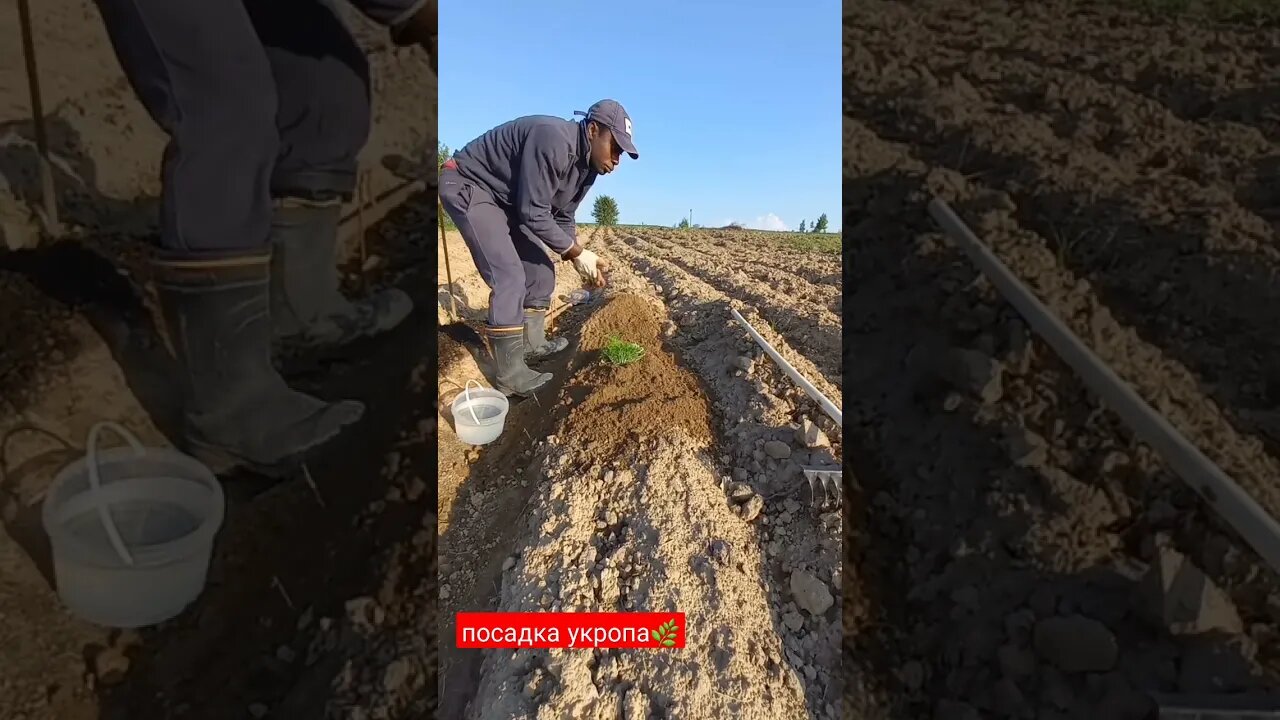 Как вырастить укропа часть 2 | #short #shorts #shortvideo #shortsvideo #farming #subscribe #like