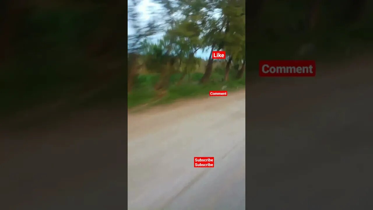 cow death video