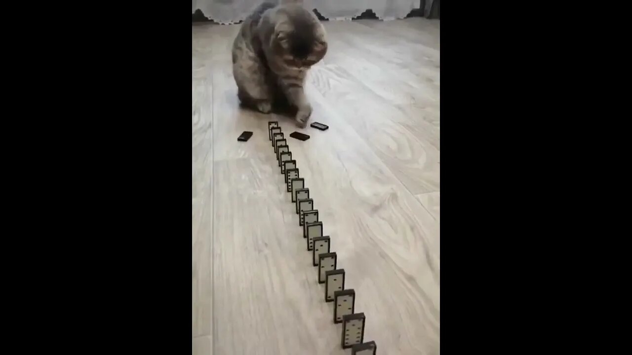 Domino cat #funny #trending #trend #tiktok